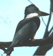 Green Kingfisher